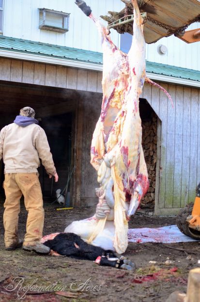 Butchered Cow with intestines out