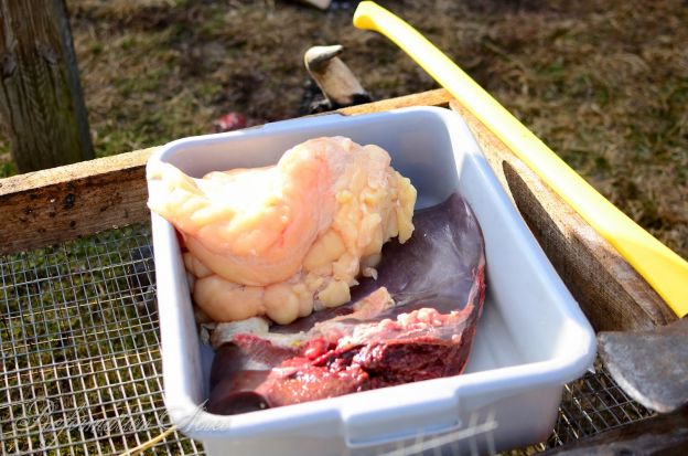 Cow lungs and intestines - Butchering Beef on the Homestead
