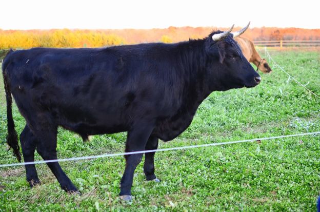 Dexter Cattle for Beef
