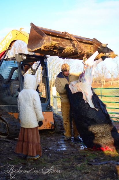 Cow hung upside down