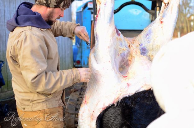 Removing the skin of the cow