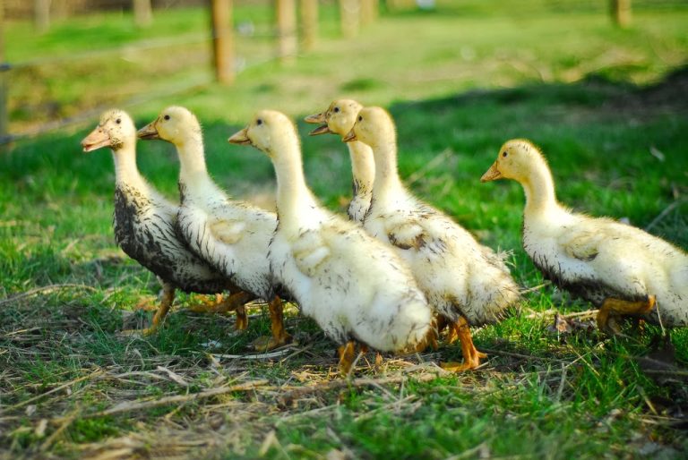 group of little ducks running around in field