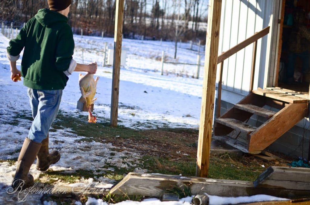Homestead Chicken Butchering | onjustacoupleacres.blogspot.com-16