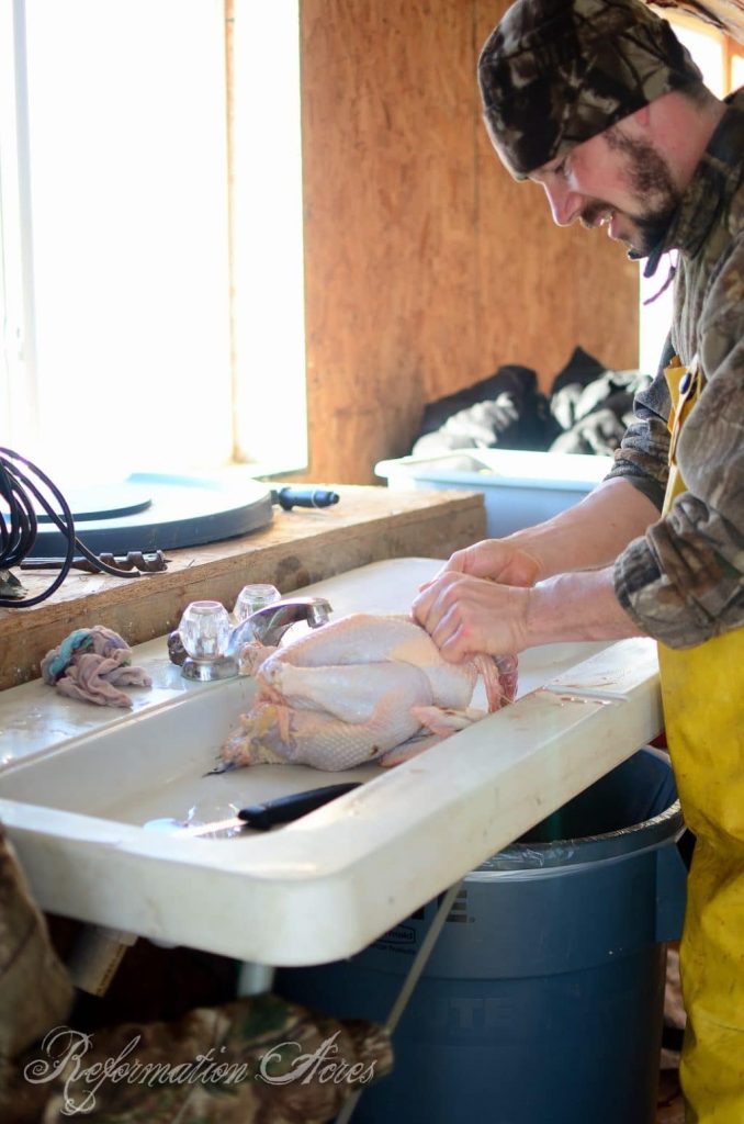 Homestead Chicken Butchering | onjustacoupleacres.blogspot.com-2