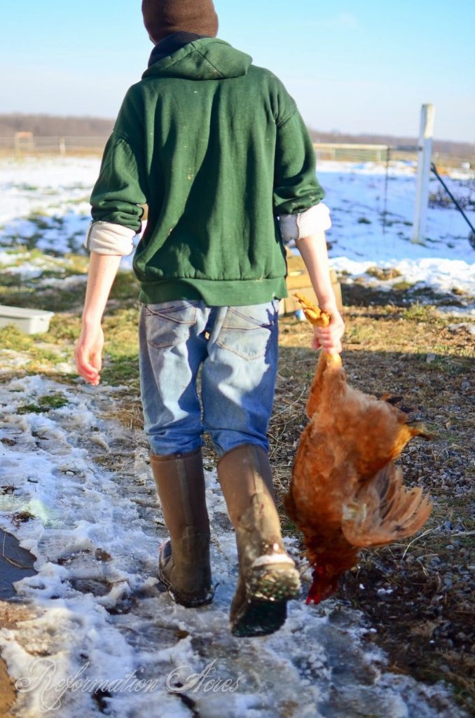 Homestead Chicken Butchering | onjustacoupleacres.blogspot.com-22