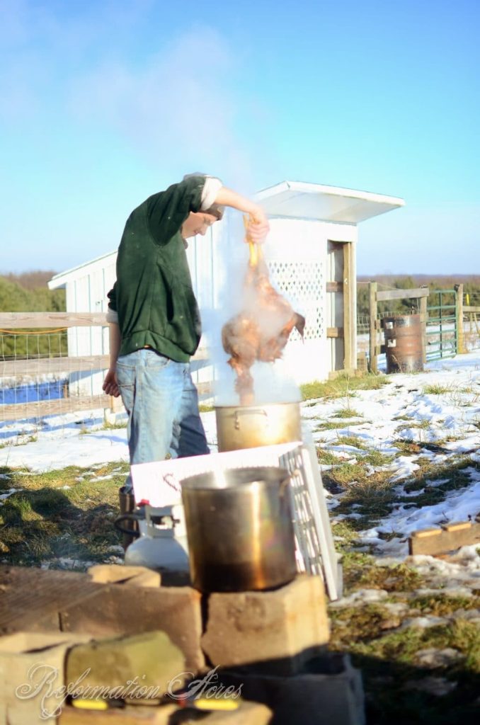 Homestead Chicken Butchering | onjustacoupleacres.blogspot.com-7