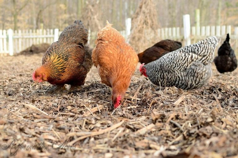 flock of chickens in the yard