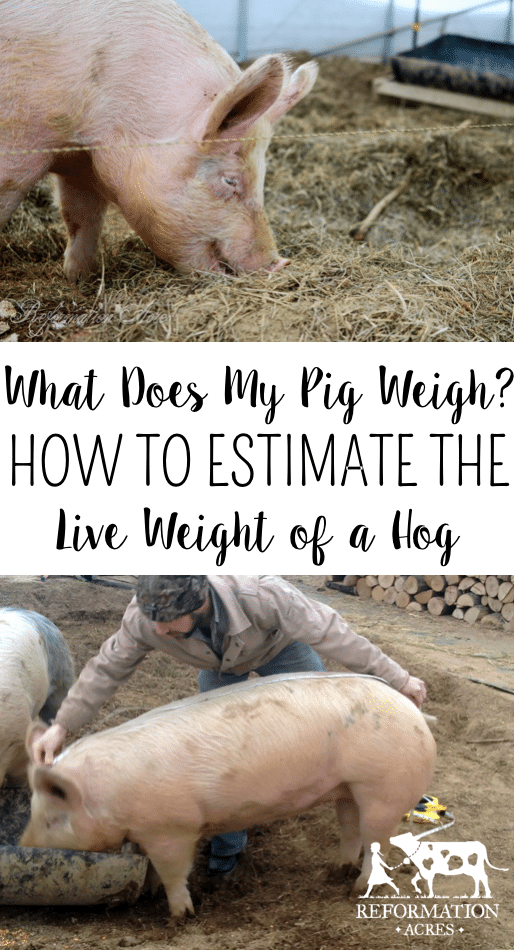 Want to know how much does a pig weight? You can figure how much a pig weighs with a tape measure, calculator, and formula to estimate a live hog weight.