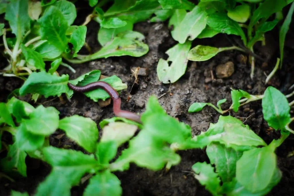 worm in a garden