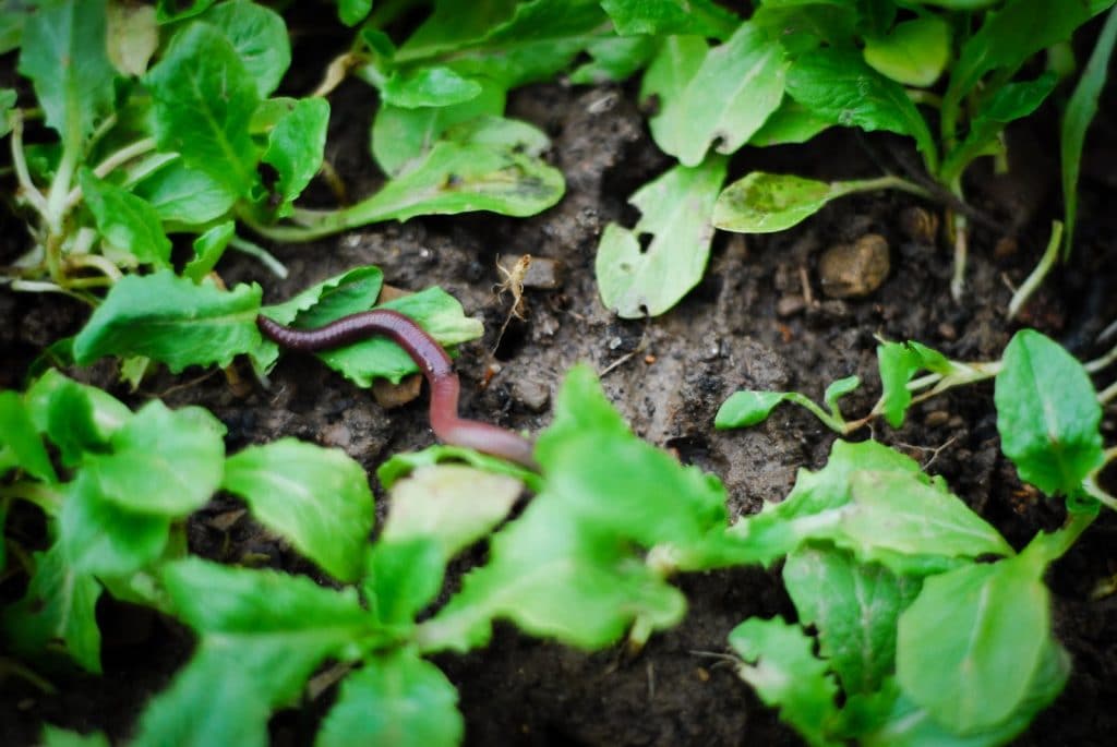 Want a sustainable, ecological garden? Start by nurturing your soil!