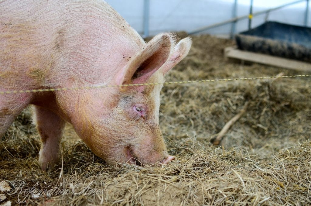pig in an outdoor pen