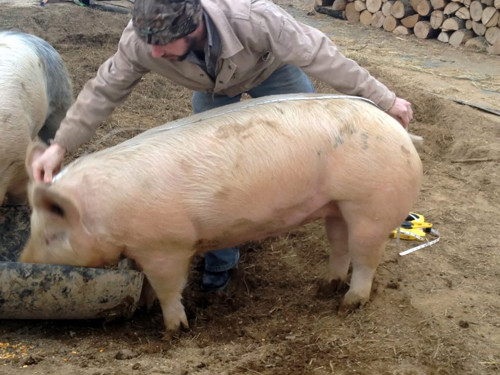 How to Estimate the Live Weight of a Hog