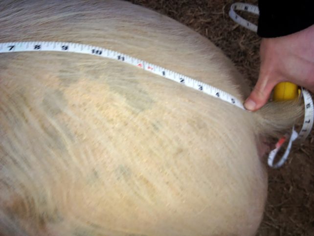 Pig being measured