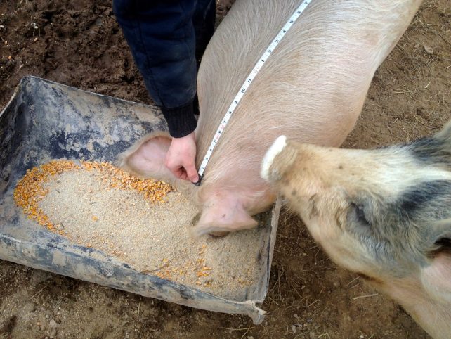 pig being measured from pig to tail