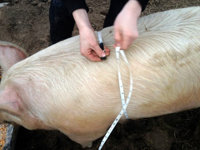 Measuring the pig's roundness