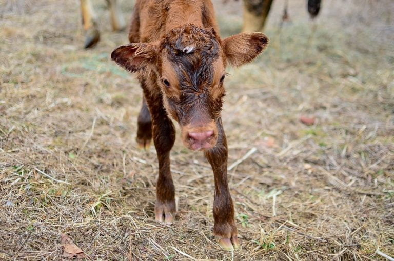 brown newborn calf standing in field Holly is our Jersey cow. This is her pasture birth story. | reformationacres.com