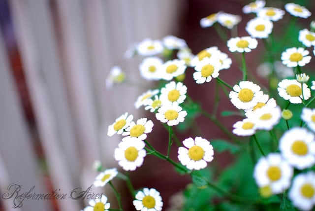 There are several, beautiful, easy-to-grow medicinal herbs that can be grown in the shade garden. These top 8 are among my favorite herbs to plant in shade.