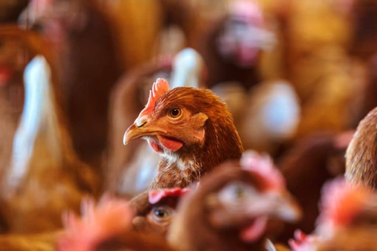 Curious brown hen on an YOU need a few chickens in your backyard... here's the number one reason to get backyard chickens. chicken farm