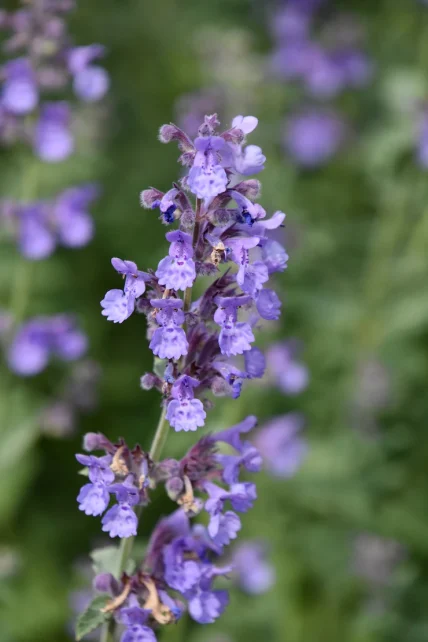 Medicinal Herb Catnip