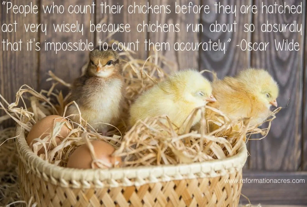 small chicks in a basket