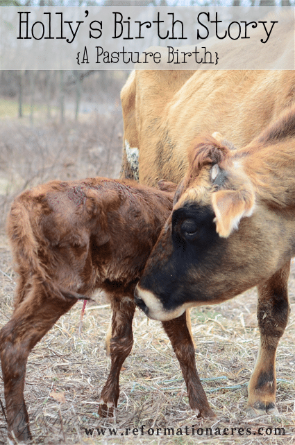 Holly is our Jersey cow. This is her pasture birth story. (As told by a spectator since Holly can't tell her own story.) | reformationacres.com