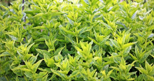 The best spot for a kitchen herb garden is near the kitchen. What if it's in the shade? Here are 8 culinary, shade-tolerant herbs for the shade garden!