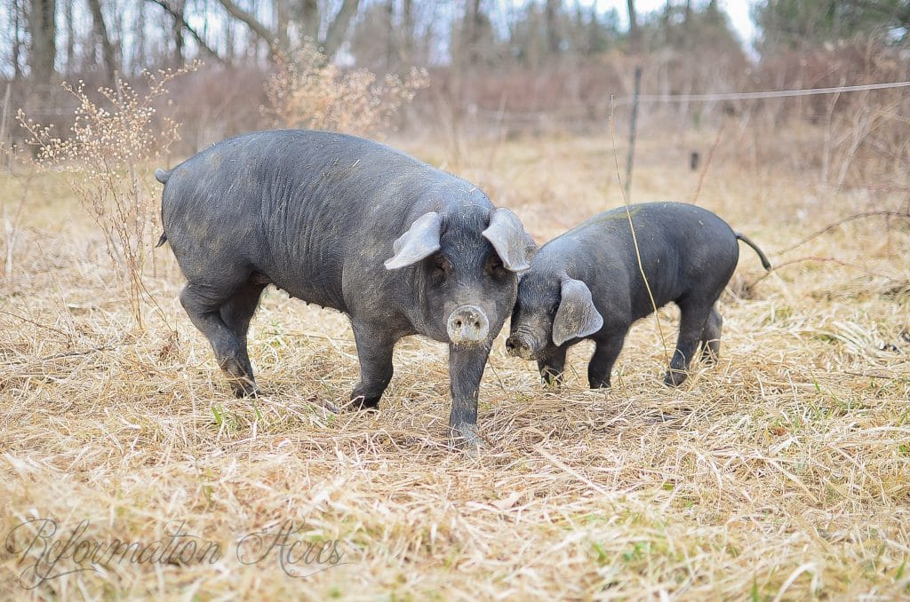 Large Black Hogs in a pasture