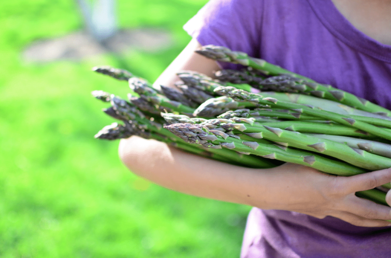 arm full of asparagus