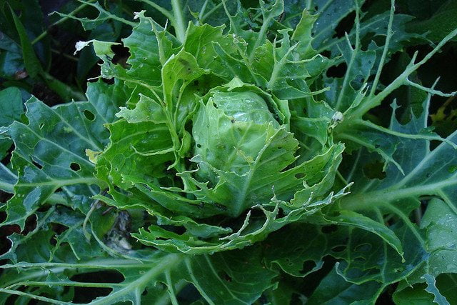 The ULTIMATE All-Natural Farm & Garden Pesticide- You won't want to overlook this untapped resource on your homestead!!