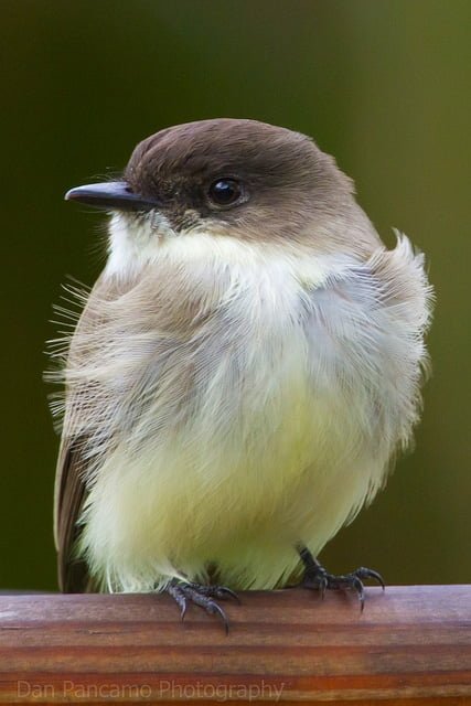 Eastern Phoebe
