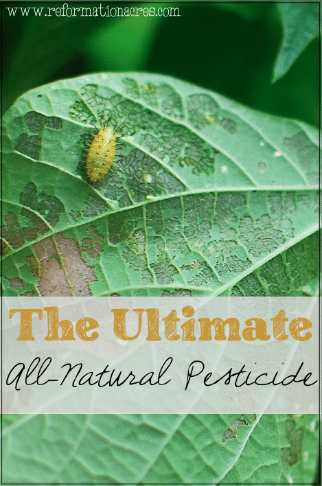 The ULTIMATE All-Natural Farm & Garden Pesticide- You won't want to overlook this untapped resource on your homestead!!