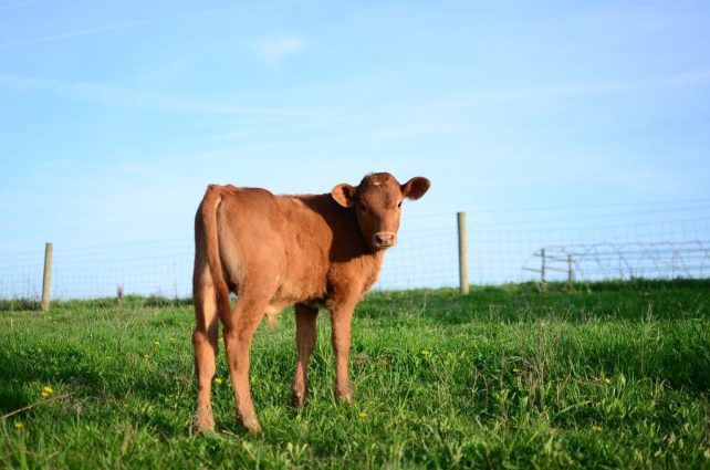 Herbal Remedy for Calf Scours