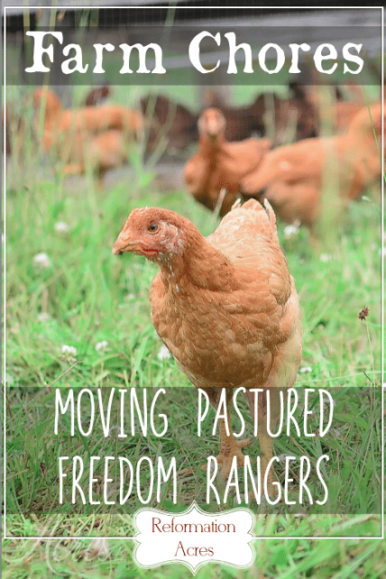 Chore Time: Moving the Pastured Freedom Ranger Broilers (VIDEO)