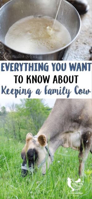 From costs, to how to pick the right cow, breeding, calving, milking, and more I’m going to walk you through the basics of keeping a family cow.
