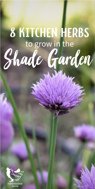 The best spot for a kitchen herb garden is near the kitchen. What if it's in the shade? Here are 8 culinary, shade-tolerant herbs for the shade garden!