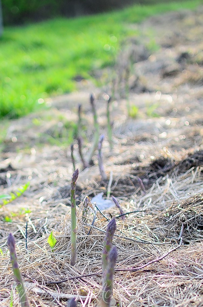 Gardens in May on the Farmstead