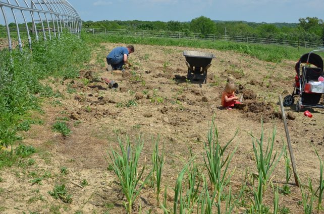 Gardens in May on the Farmstead