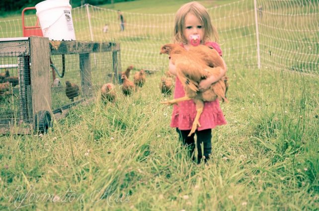 Chore Time: Moving the Pastured Freedom Ranger Broilers (VIDEO)