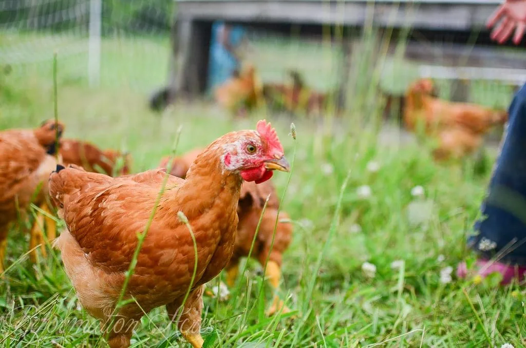brown chickens in the field close up