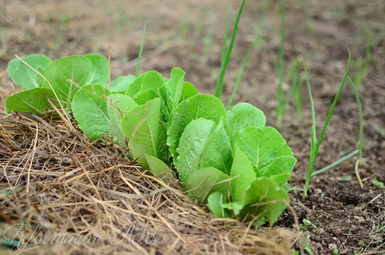 lettuce growing a garden