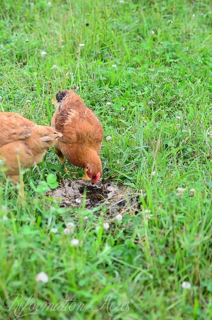 Chore Time: Moving the Pastured Freedom Ranger Broilers (VIDEO)