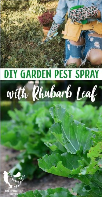 When it's either you or them, get rid of the bad bugs in your garden with an organic Rhubarb Leaf Pesticide Spray.