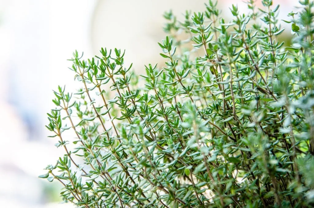 herb plant thyme