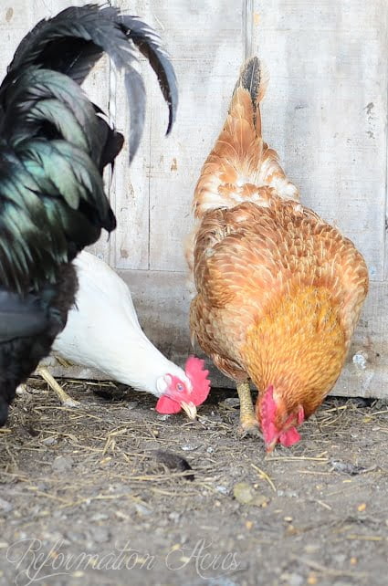 Our Freedom Ranger Hen at 2 Years Old-2
