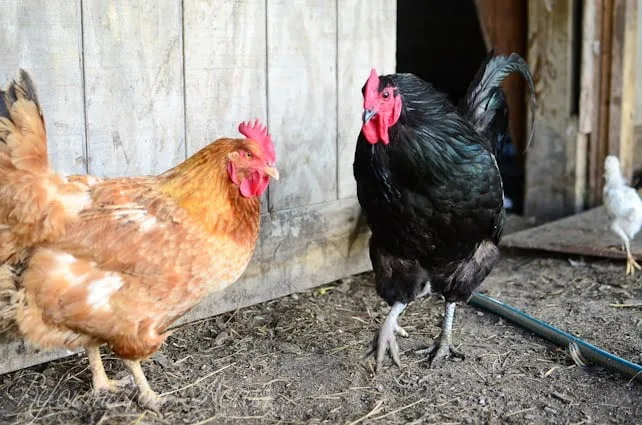 2 chickens in the coop