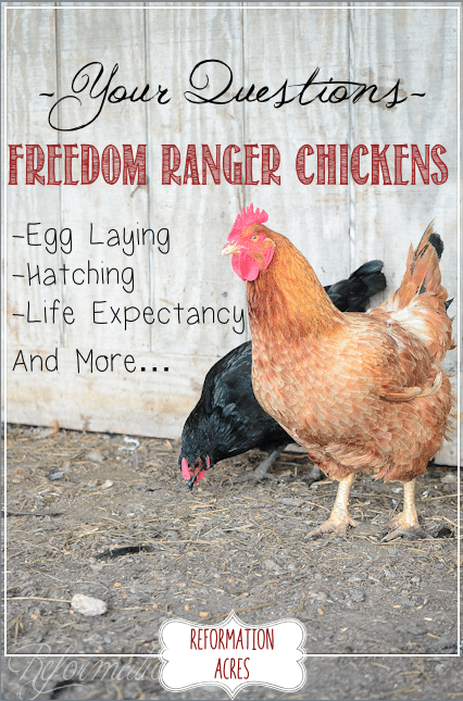 Freedom Ranger Life Span, Egg Laying, Hatching, and More
