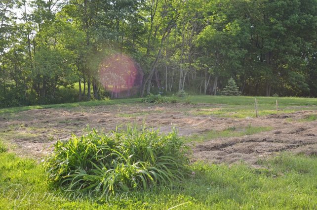 Gardens in June on Farmstead