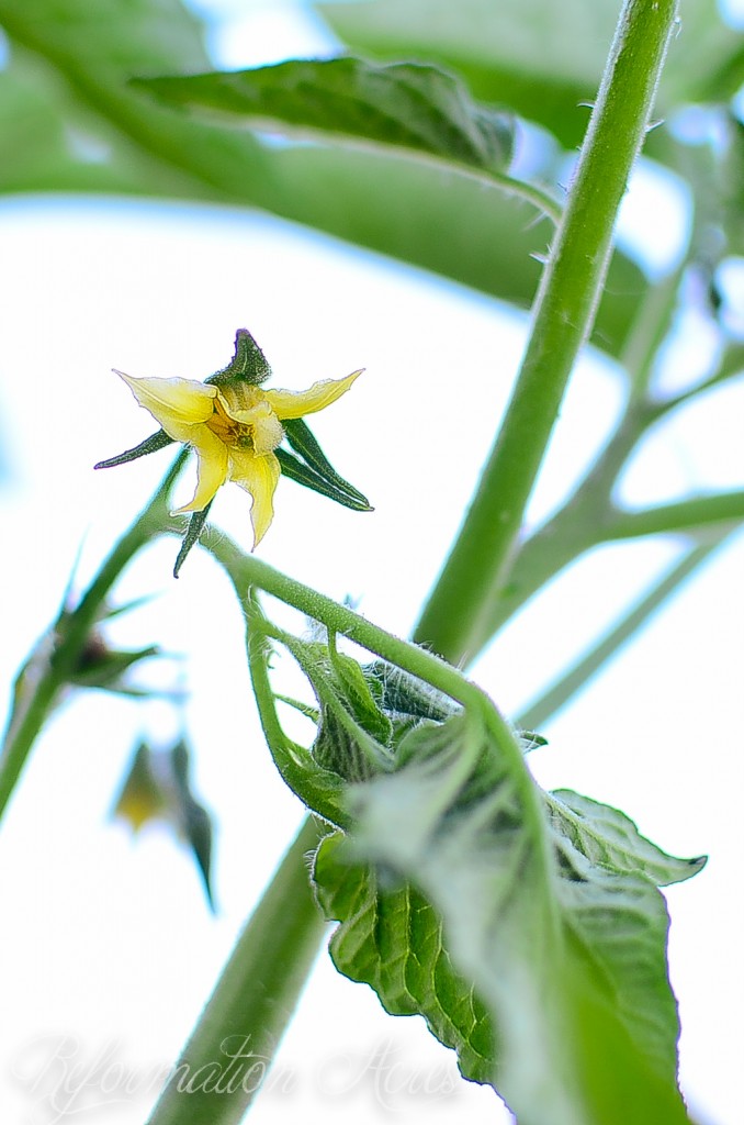 Gardens in June on Farmstead