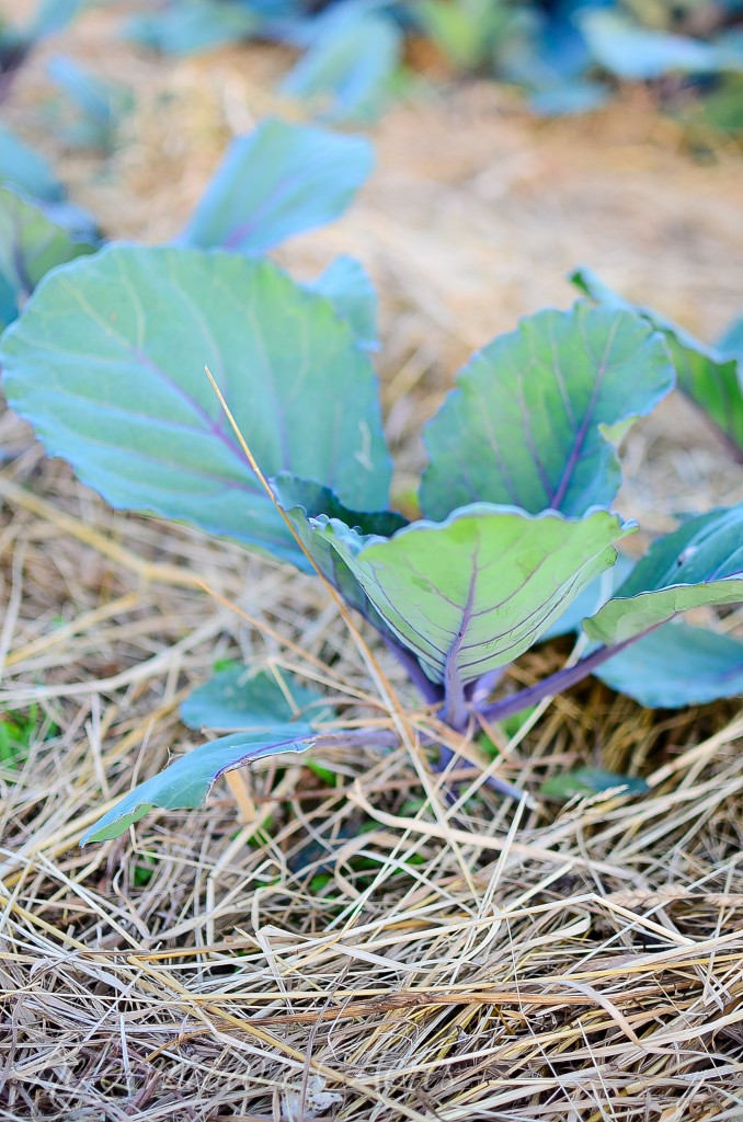 Gardens in June on Farmstead