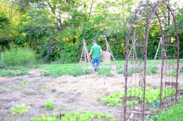 Gardens in June on Farmstead